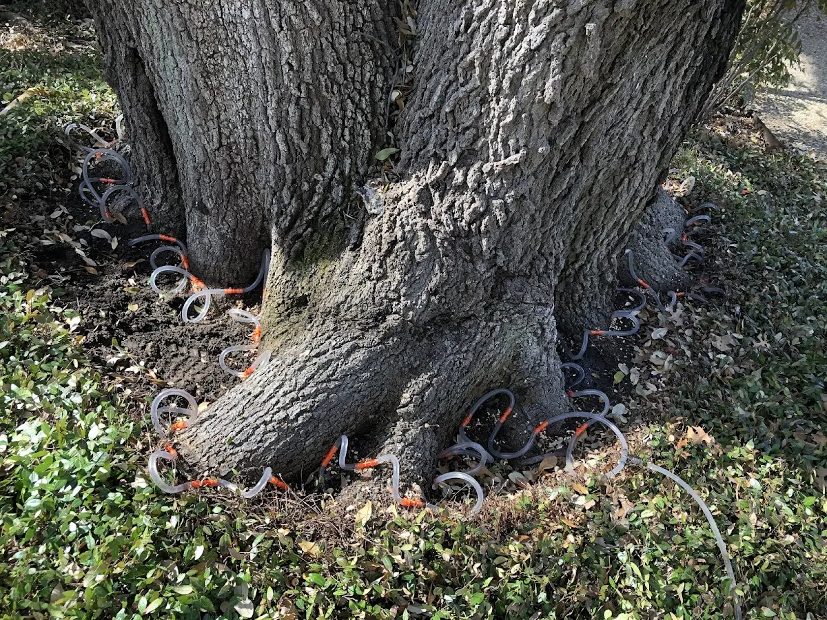 Detailed Tree Cabling and Bracing job site in Naval Anacost Annex