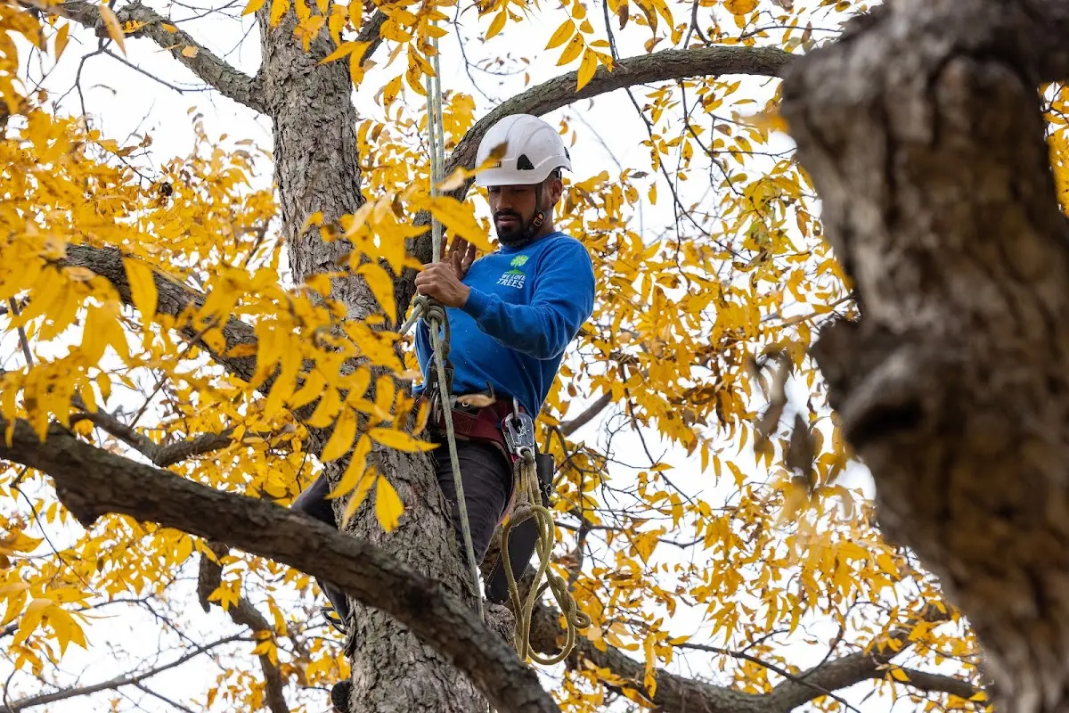 Skilled Tree Pruning crew working in Naval Anacost Annex